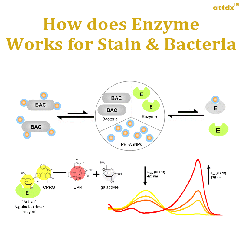 ATTDX™ Enzymatic StainVanish Remover